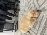 Yavru safkan Golden Retriever yavrular