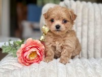 Maltipoo Bebek Surat Yavrular