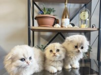 Üst kalite scottish fold bebekler