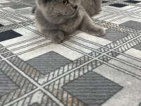 Silver british shorthair 5 aylık