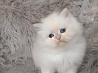 Show Kalite Silver British Longhair Yavruları