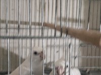 tecrübeli ve genç sultan papağanı takımlar