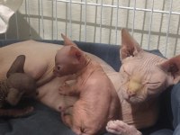 Sphynx home yavrularımız
