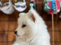 AYİ YAVRUSU BEMBEYAZ SAMOYED A KALİTE IRK