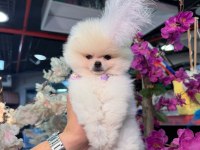 A Kalite Pomeranian Boo