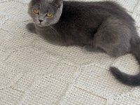 Uysal oyuncu bir british shorthair