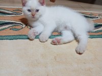 British shorthair red point