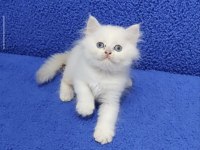 YENİ YUVASINA GİTMEYE HAZIR LONGHAİR  BRİTİSH PONÇİK