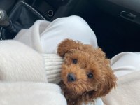 Irk Kilo ve Sağlık Garantili Poodle Yavrular
