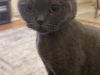 Sevimli bir scottish fold kız