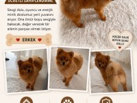 7 Aylık Erkek Pomeranian Yavru