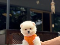 Pomeranian boo yavrusu