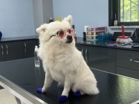 Pomeranian Dişi Köpeğim