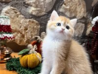 Saf kan Şecereli (Wcf) Golden British Shorthair NY12