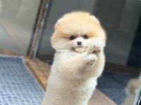 Sağlık Ve Irk Garantili Pomeranian Köpeği