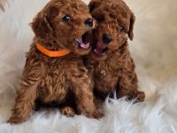 Tarçınlı kurabiye poodle