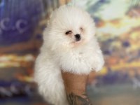 Teacup teddy bear garantili pomeranian