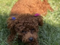 Bir dişi bir erkek toy poodle
