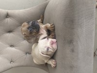 French bulldog erkek yavrumuz