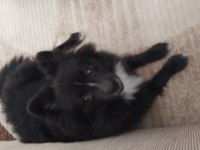 Yavru pomeranian nadir renkte