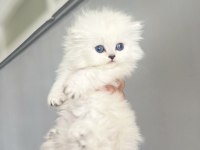 Show kalite british longhair bebeklerimiz