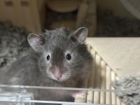 Yavru Ve Yetişkin Suriye Hamster Bulunur