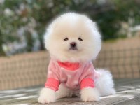 Pomeranian boo