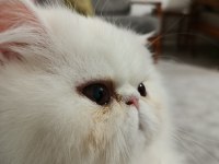 Exotic Longhair Dişi Yavru