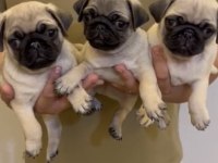 Oyuncu tompik pug bebekler