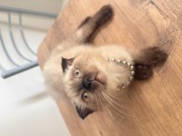 OYUNCU YAVRU KEDİLER