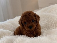 Teacup Toy Poodle