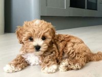 Maltipoo Puppies