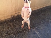 Chihuahua dişi köpeğimiz