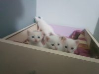 Tatlı ankara kedilerim