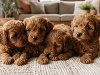 Orijinal Kore Maltipoo Köpekler