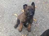 A kalite malinois