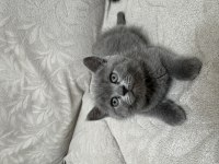 2 aylık british shorthair yavrular