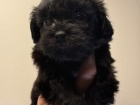 MİNİ BOY GÜZEL SURATLI SİYAH MALTİPOO YAVRULAR