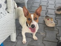 2 YAŞINDA DİŞİ JACK RUSSELL