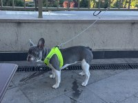 8 aylık dişi FRENCH BULLDOG