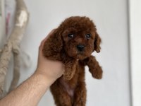 Toy Poodle Bebeklerimiz