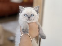İNSAN CANLISI BLUE POİNT SAFKAN BRİTİSH SHORTHAİR YAVRU