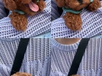 3 aylık poodle oğlum en fazla 3 kg olacak