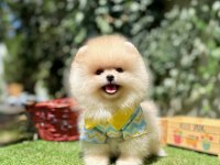 Pomeranian Boo Ultra Mini Ayi Surat Yavrular