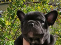 A kalite french bulldog yavrular