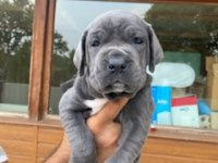 Üretim çiftliğimizden Üst kalite Cane Corso yavrular