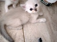 Kediler rezerve hazır scottish fold