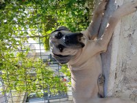 DEV FORMENTİNO CANE CORSO