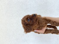 Toy poodle ev doğumlu