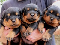 2 aylık Rottweiler yavrularım